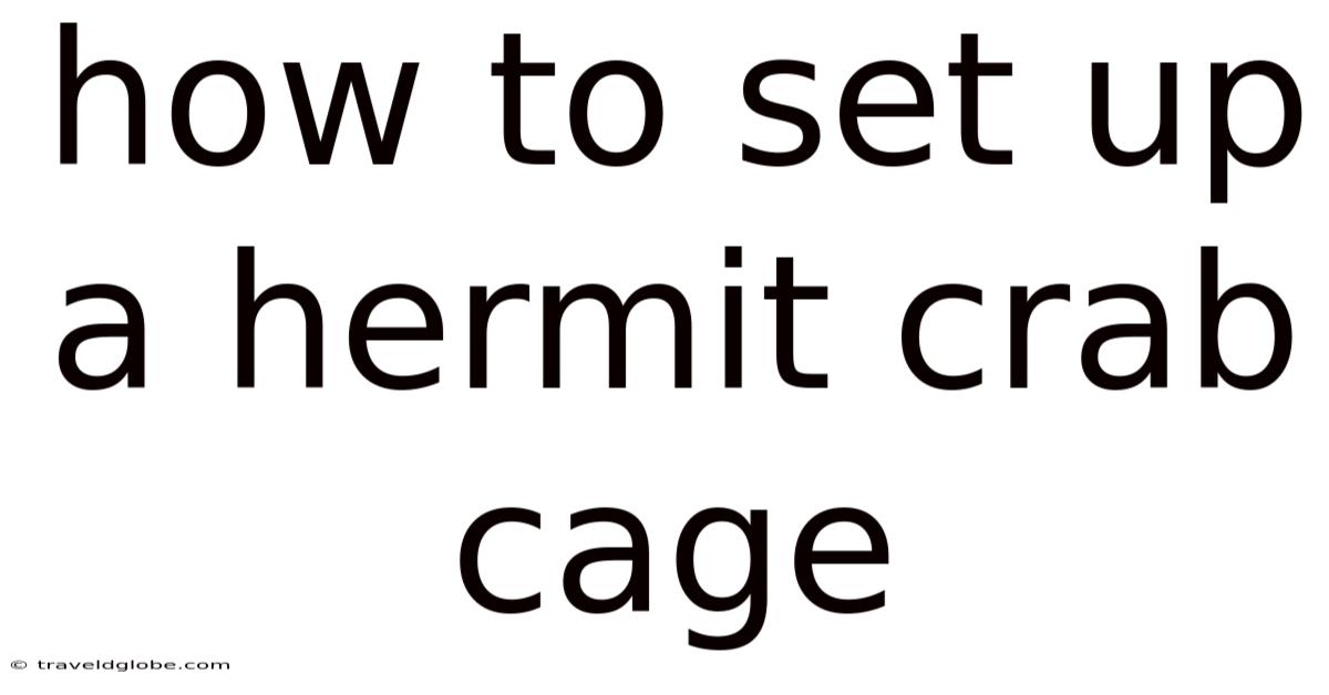 How To Set Up A Hermit Crab Cage