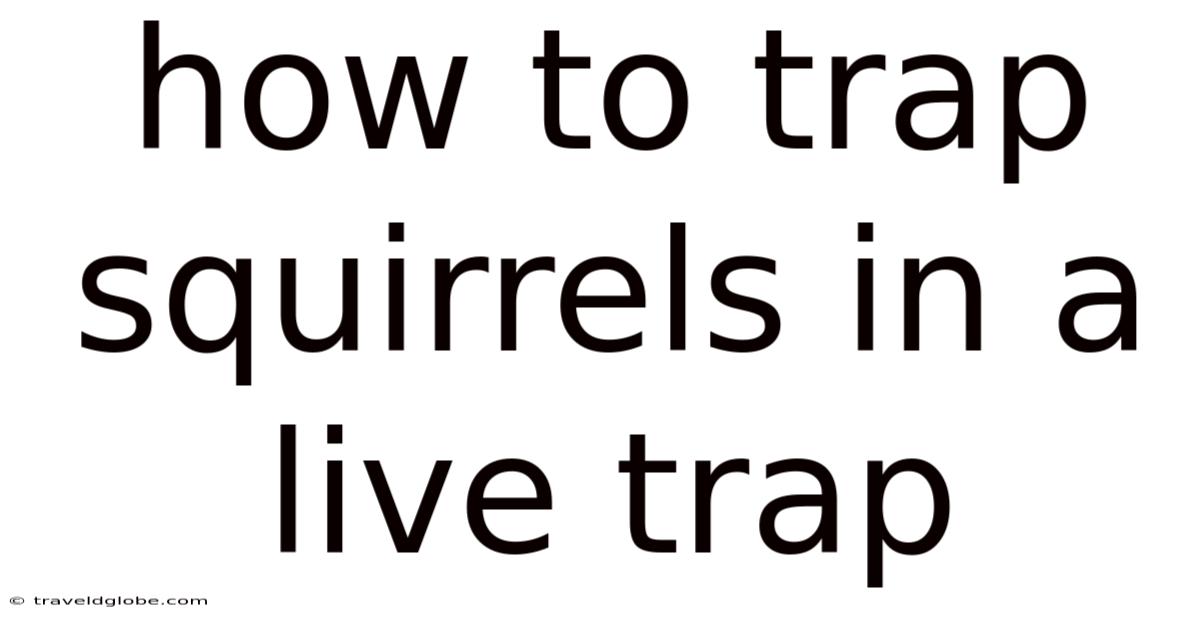 How To Trap Squirrels In A Live Trap