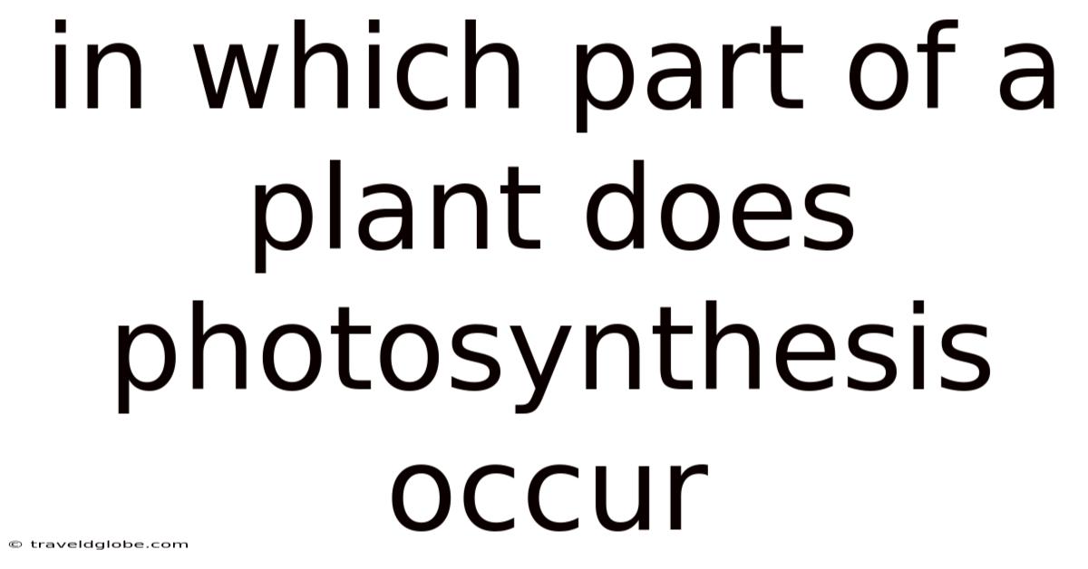 In Which Part Of A Plant Does Photosynthesis Occur