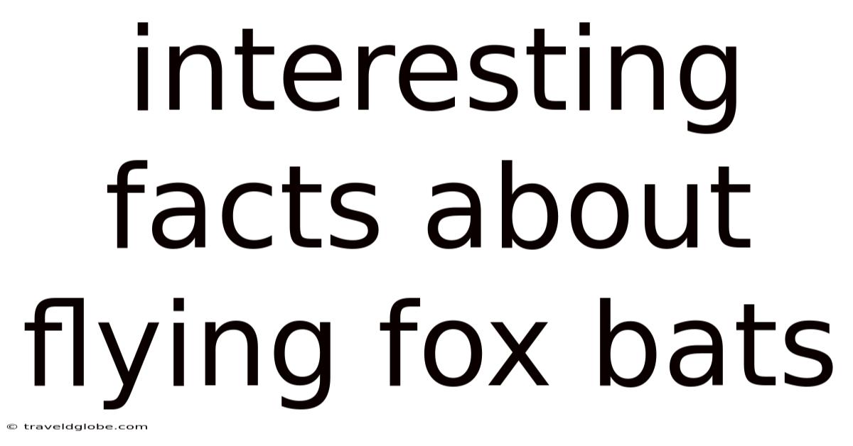 Interesting Facts About Flying Fox Bats