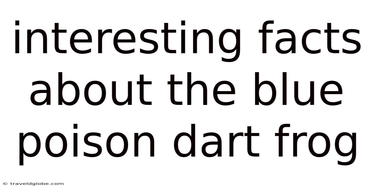 Interesting Facts About The Blue Poison Dart Frog