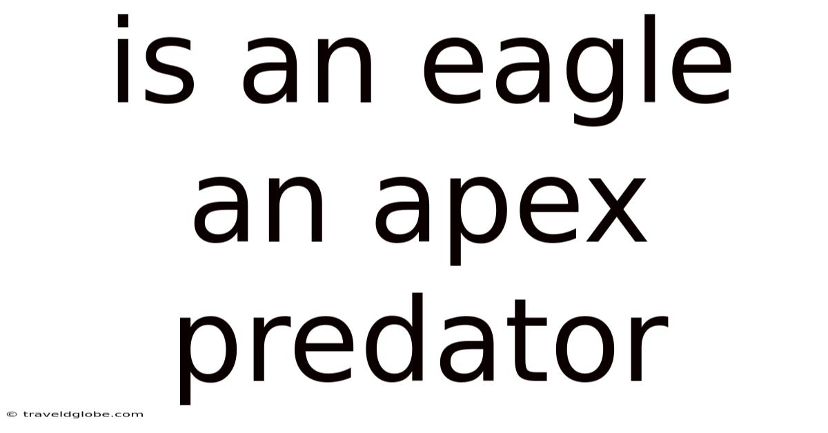 Is An Eagle An Apex Predator