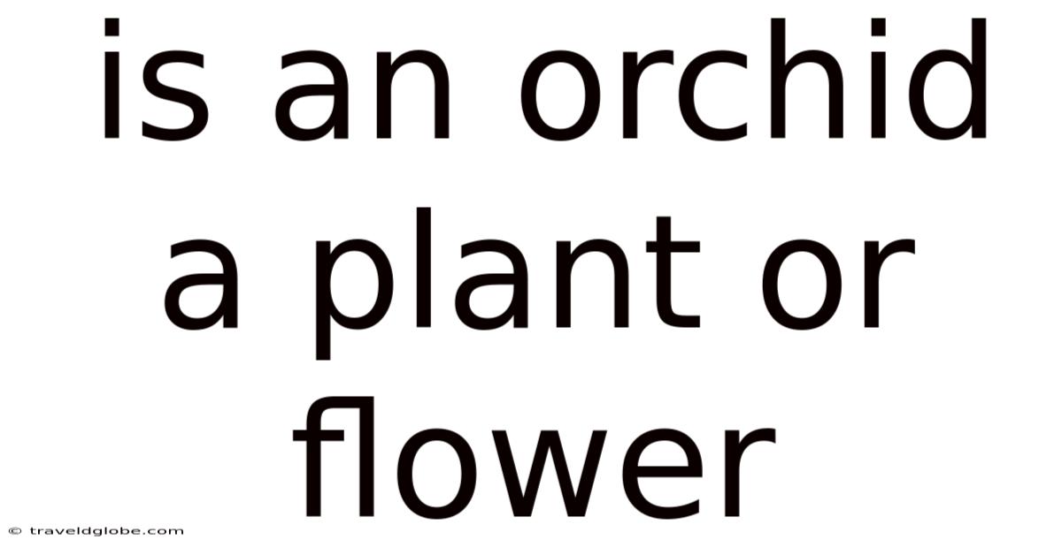 Is An Orchid A Plant Or Flower
