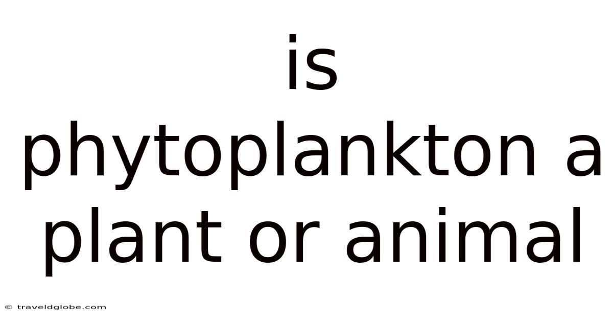 Is Phytoplankton A Plant Or Animal