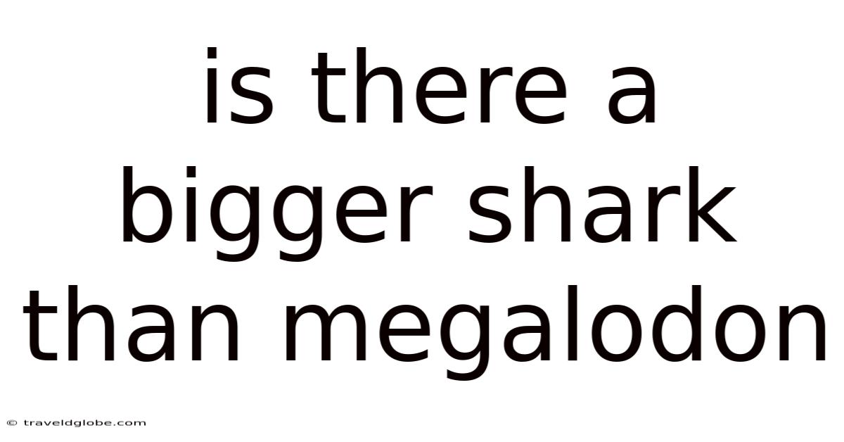 Is There A Bigger Shark Than Megalodon