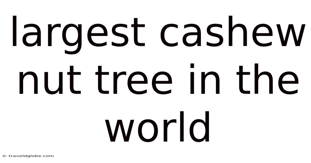 Largest Cashew Nut Tree In The World