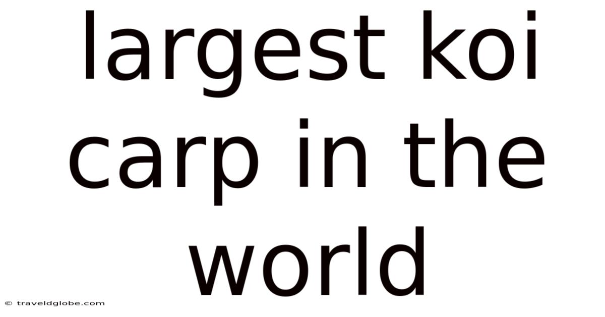 Largest Koi Carp In The World