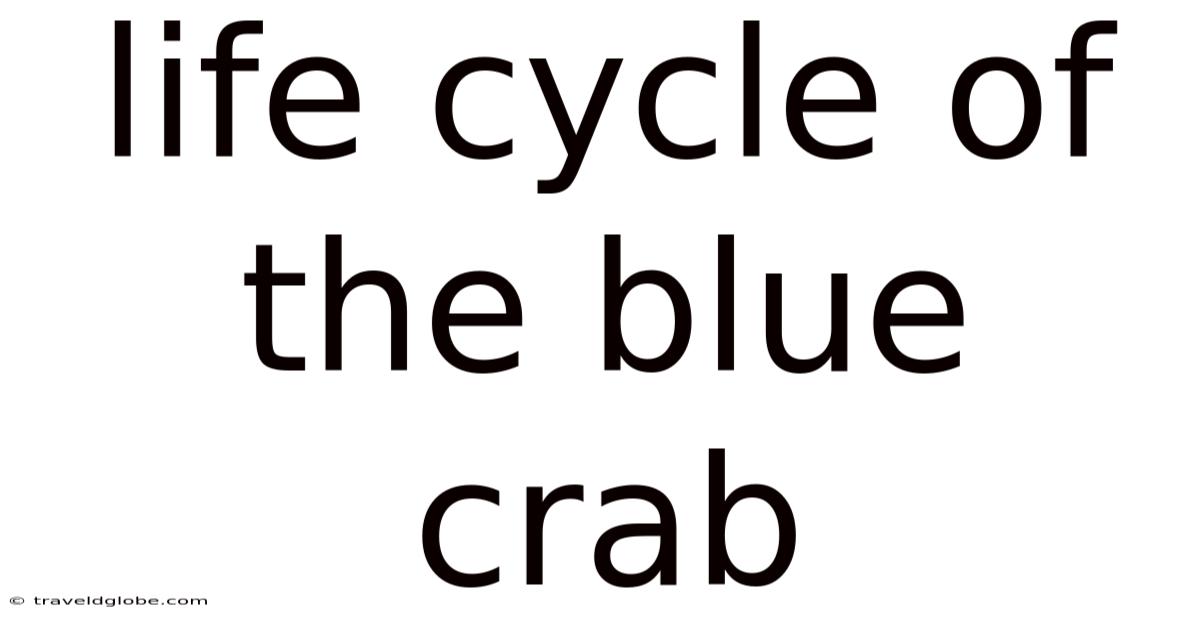 Life Cycle Of The Blue Crab