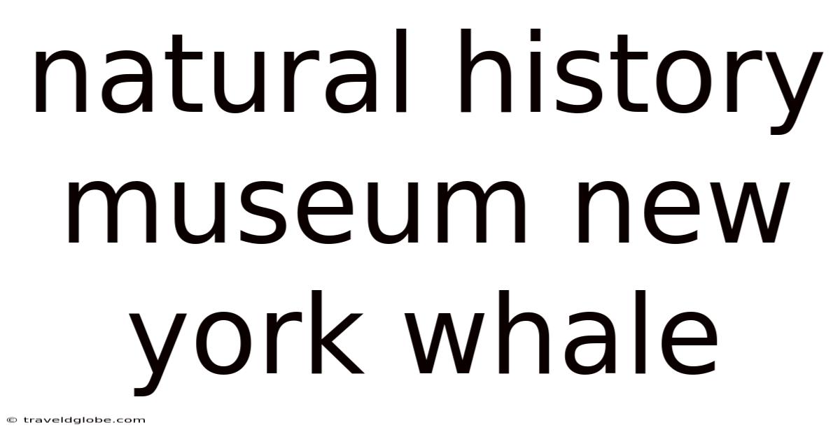 Natural History Museum New York Whale