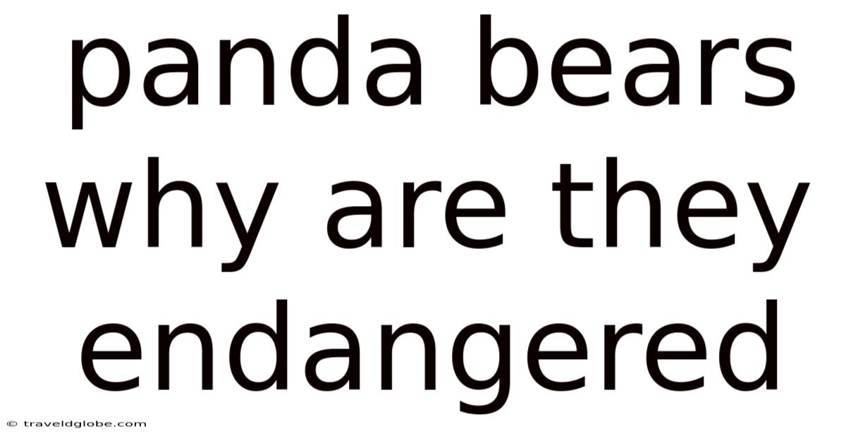 Panda Bears Why Are They Endangered