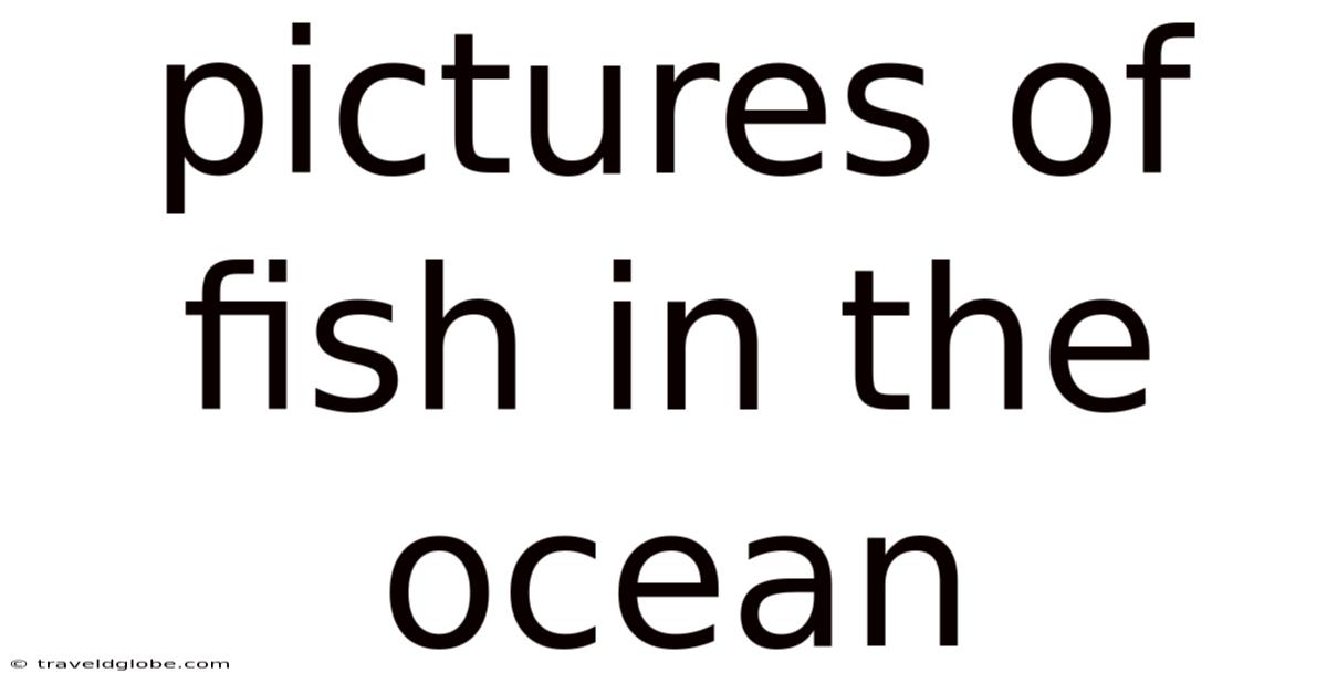 Pictures Of Fish In The Ocean