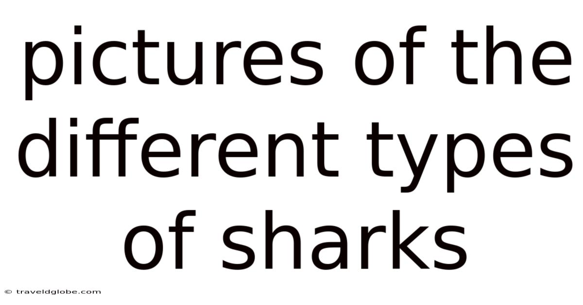 Pictures Of The Different Types Of Sharks