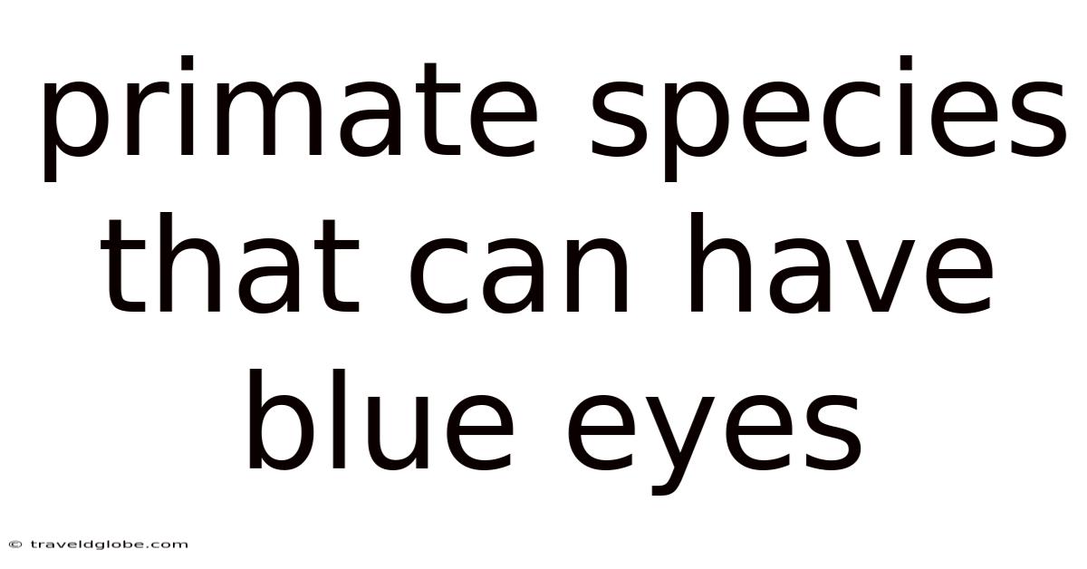 Primate Species That Can Have Blue Eyes
