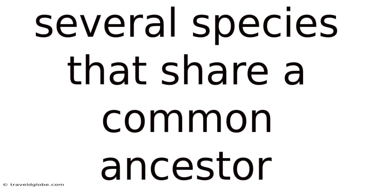 Several Species That Share A Common Ancestor