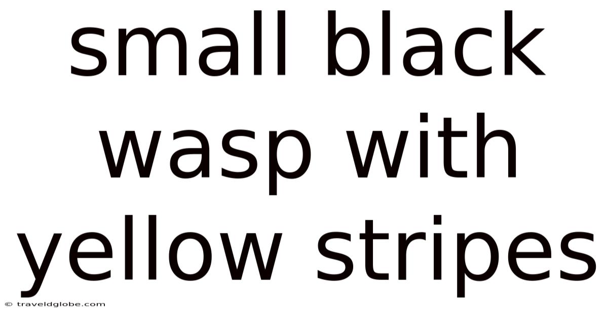 Small Black Wasp With Yellow Stripes