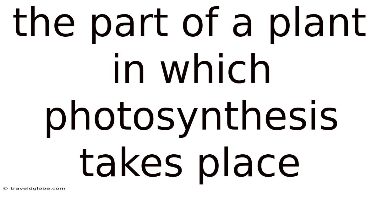 The Part Of A Plant In Which Photosynthesis Takes Place