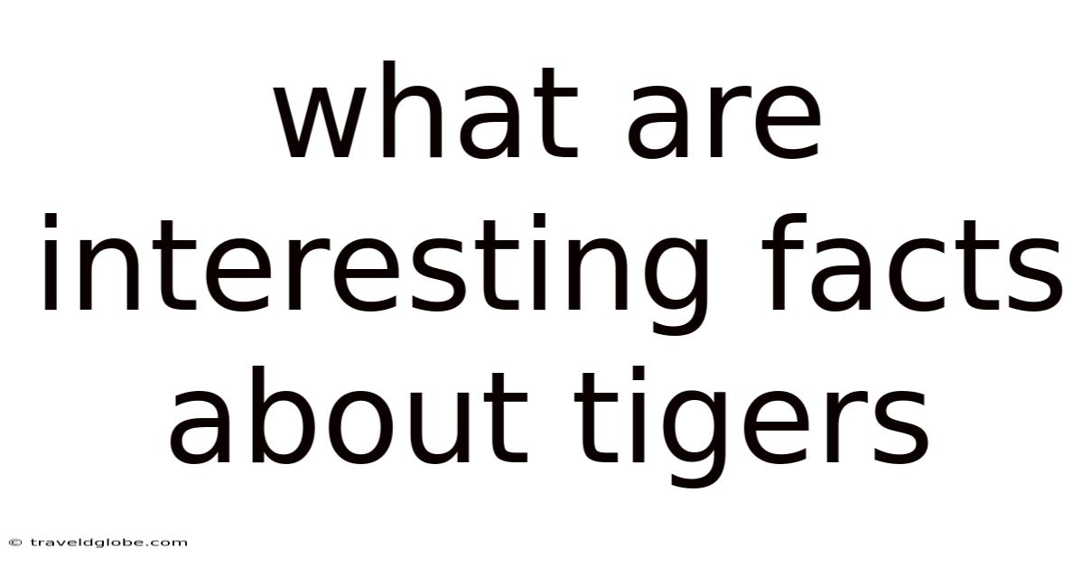 What Are Interesting Facts About Tigers