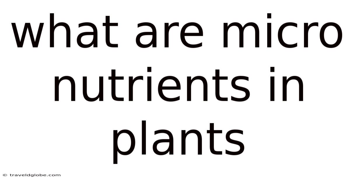 What Are Micro Nutrients In Plants
