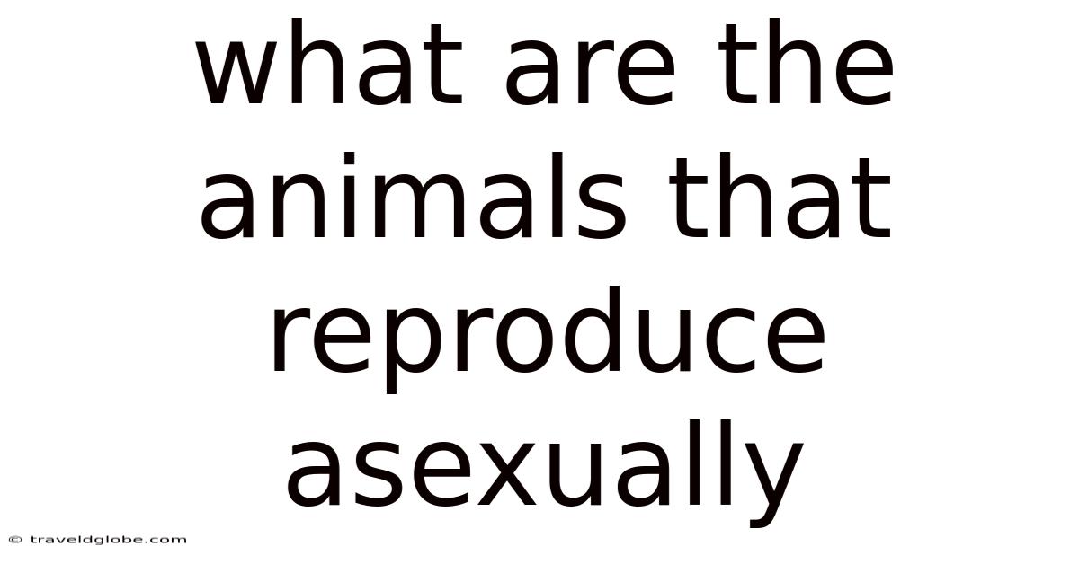 What Are The Animals That Reproduce Asexually