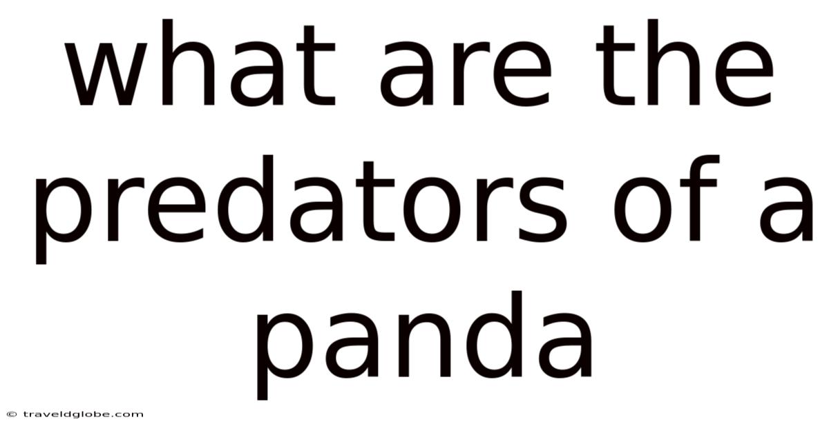 What Are The Predators Of A Panda