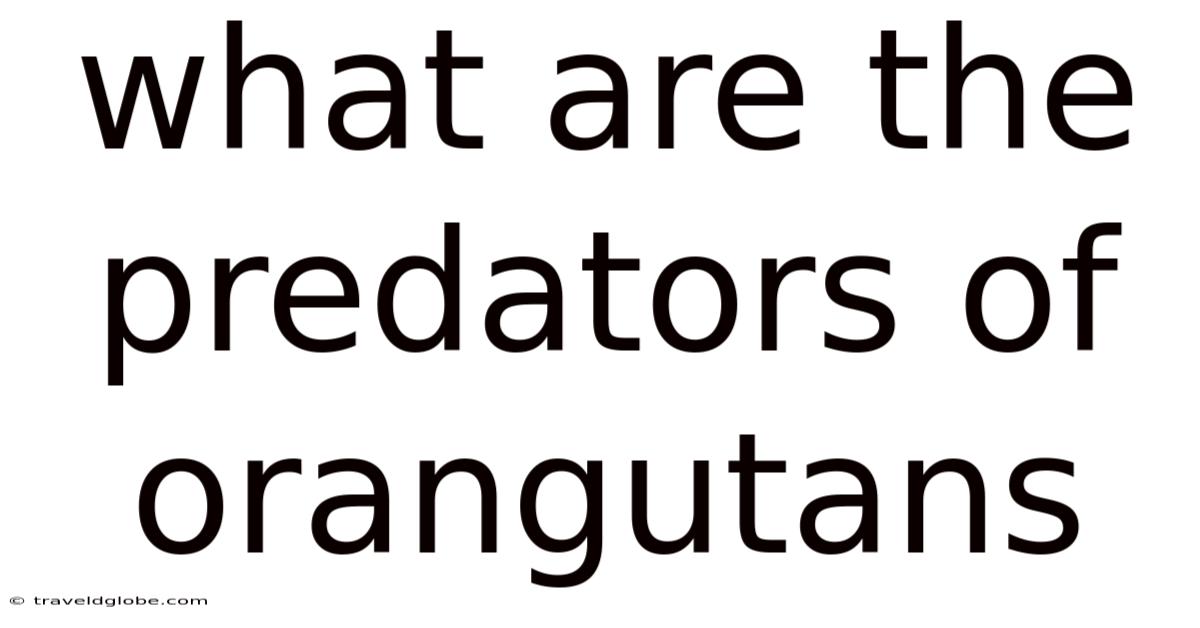 What Are The Predators Of Orangutans