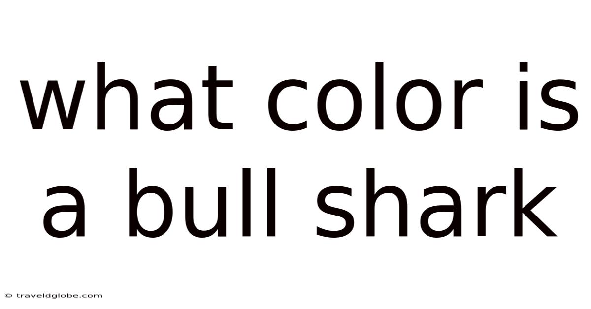 What Color Is A Bull Shark