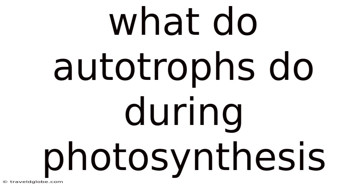 What Do Autotrophs Do During Photosynthesis