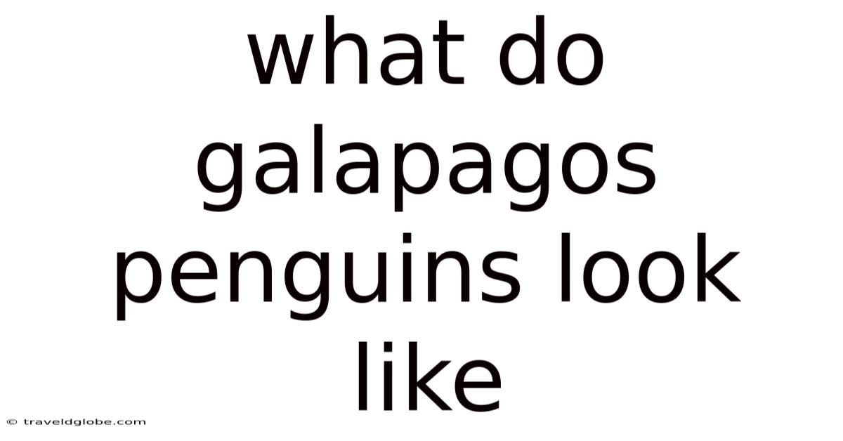 What Do Galapagos Penguins Look Like