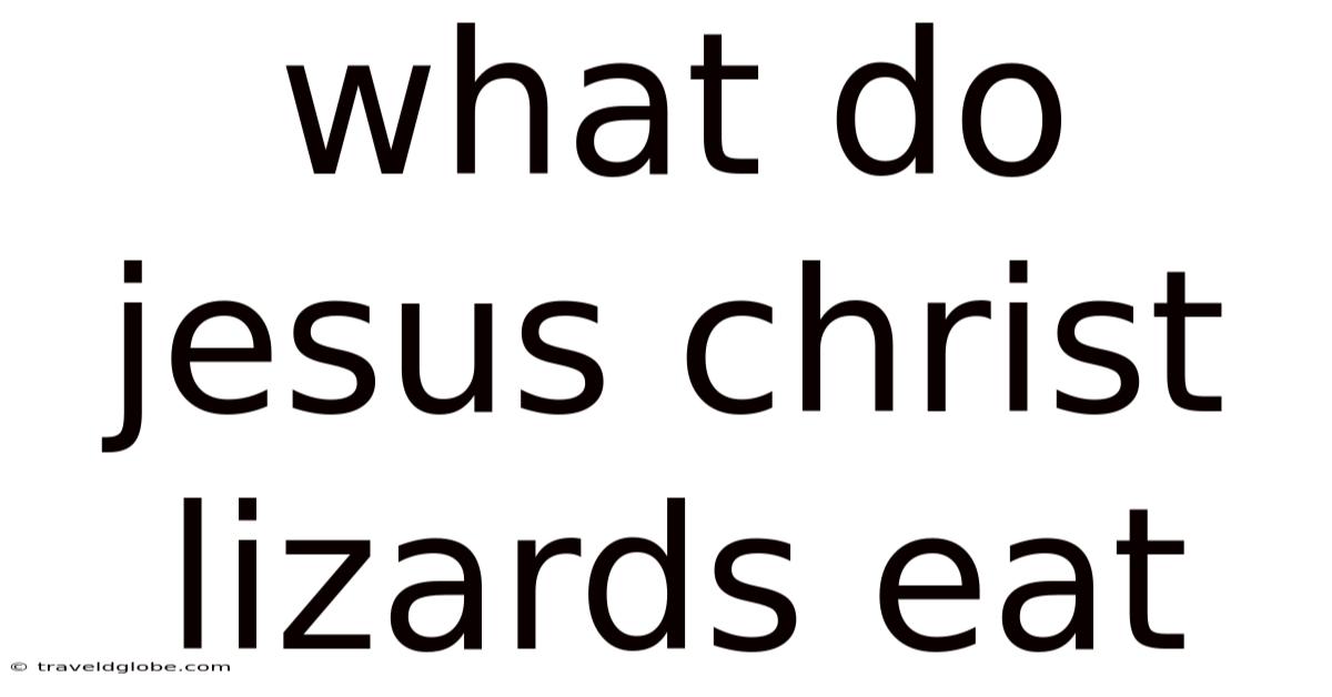 What Do Jesus Christ Lizards Eat