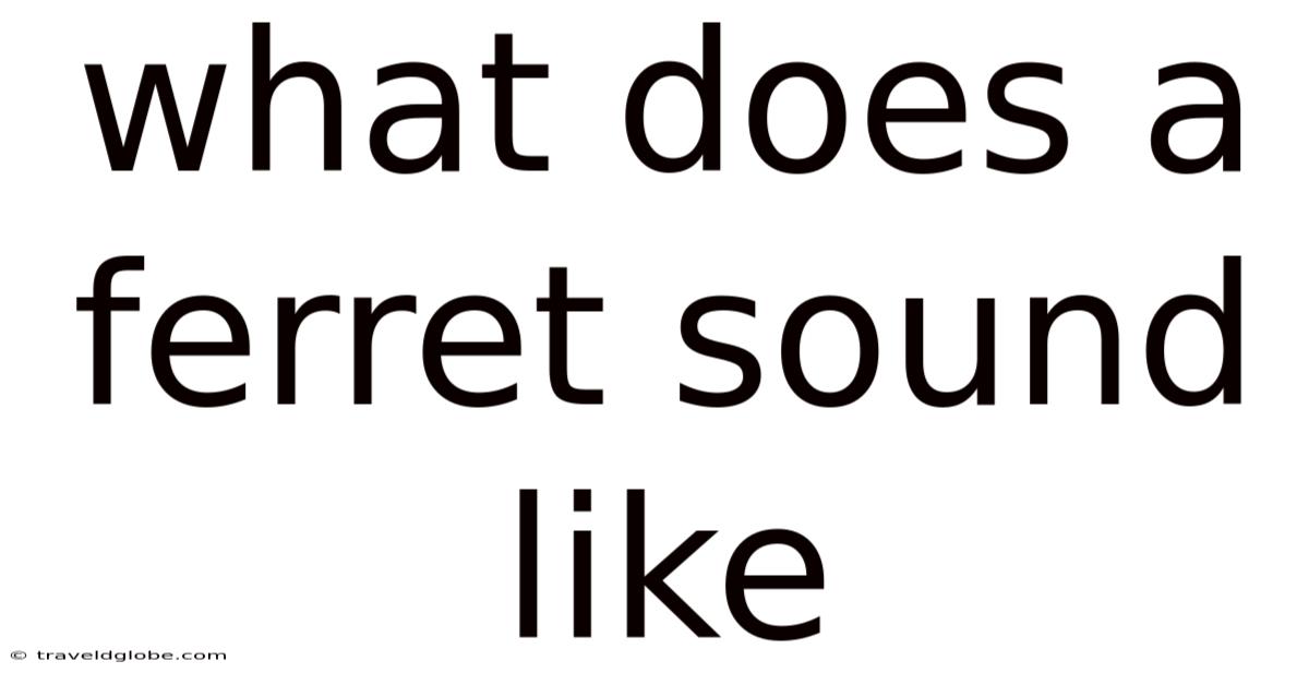 What Does A Ferret Sound Like