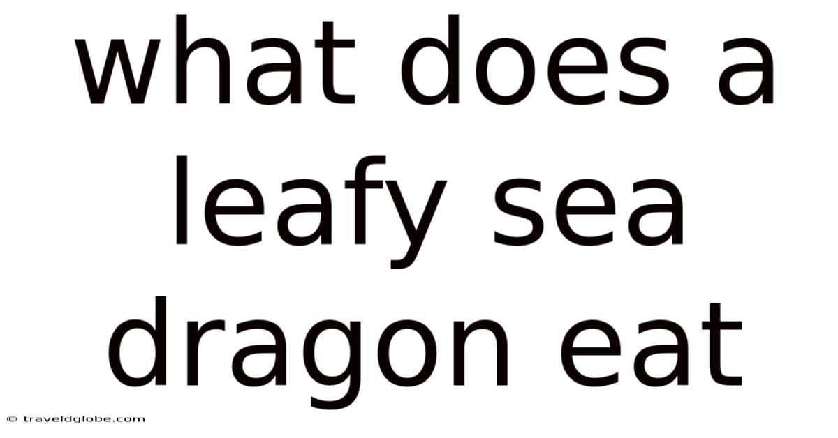 What Does A Leafy Sea Dragon Eat