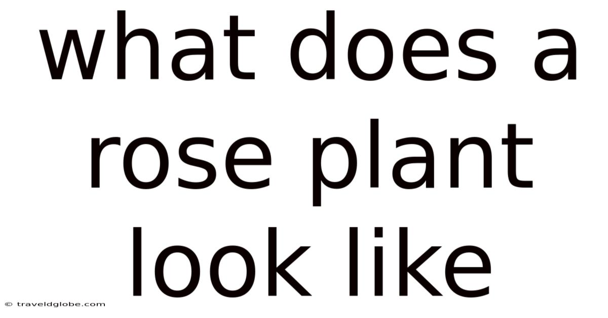 What Does A Rose Plant Look Like
