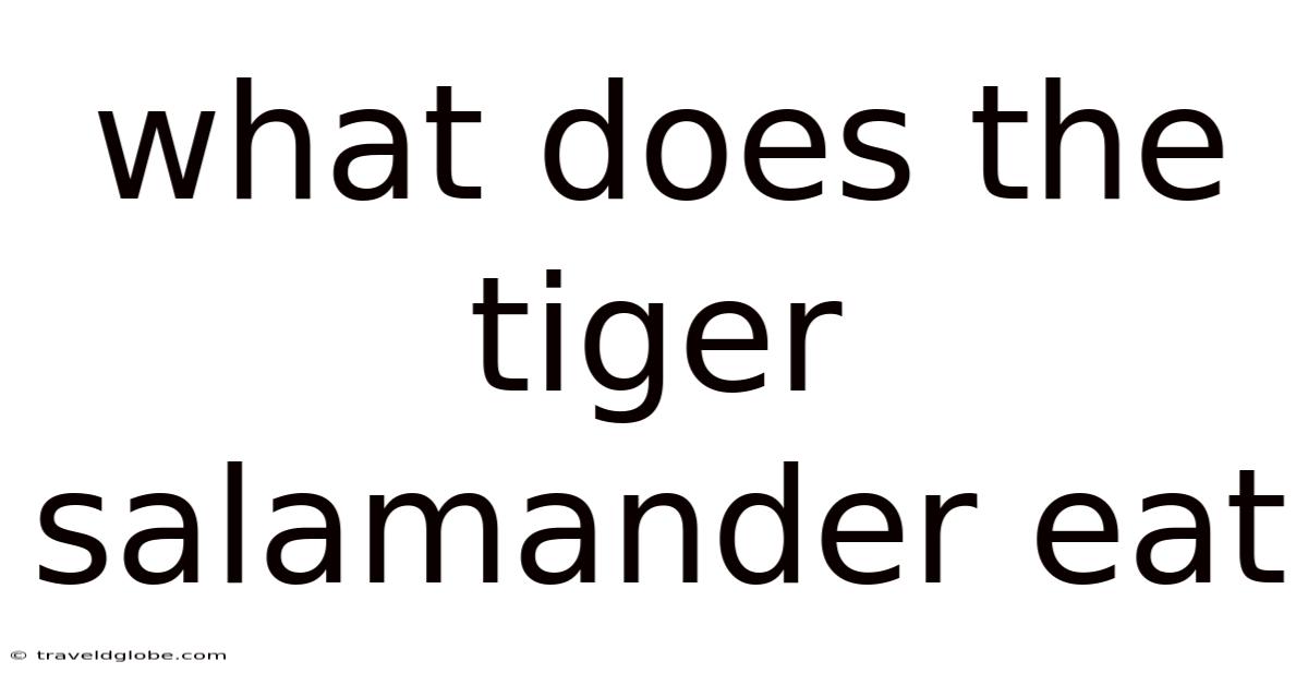 What Does The Tiger Salamander Eat