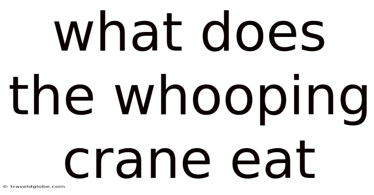 What Does The Whooping Crane Eat