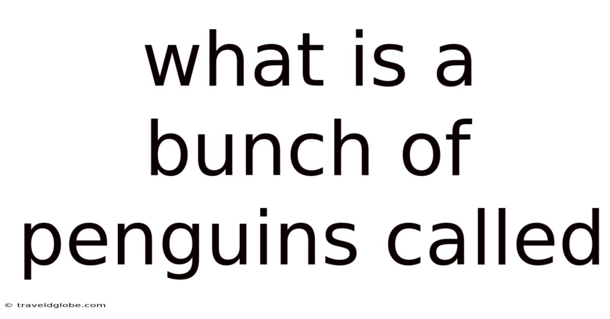 What Is A Bunch Of Penguins Called