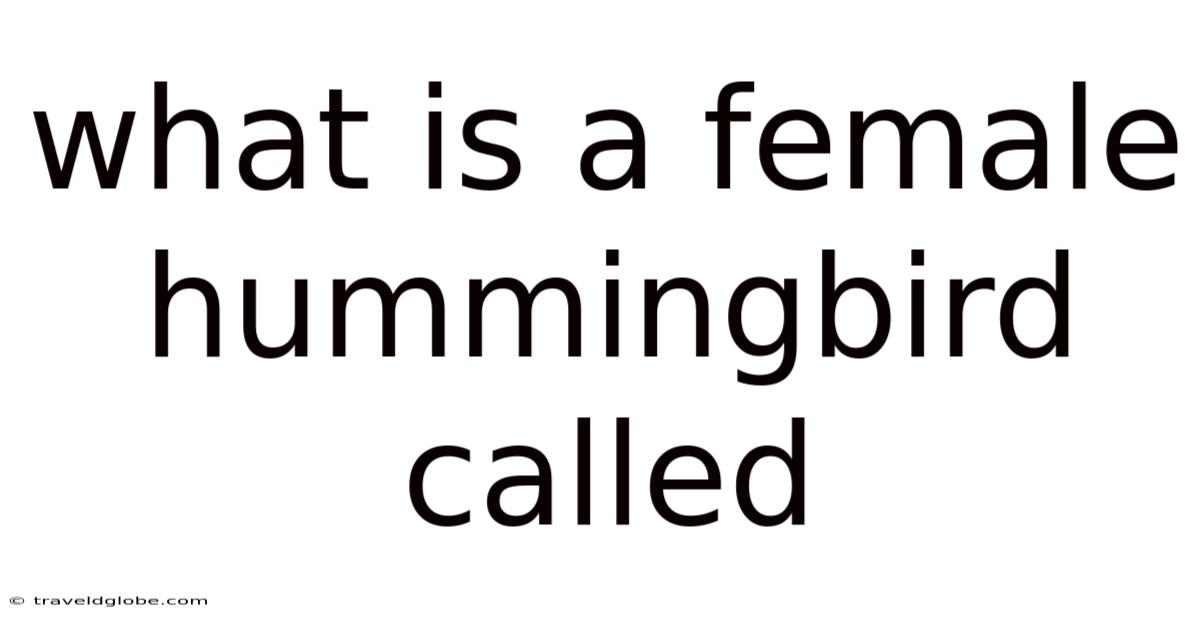 What Is A Female Hummingbird Called