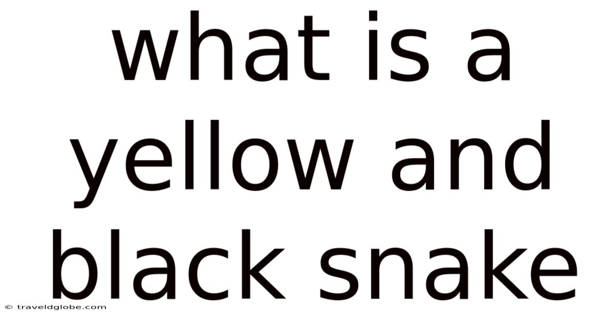 What Is A Yellow And Black Snake