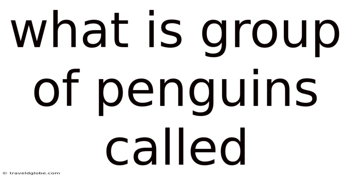 What Is Group Of Penguins Called