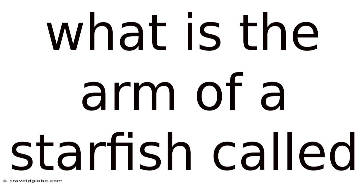 What Is The Arm Of A Starfish Called