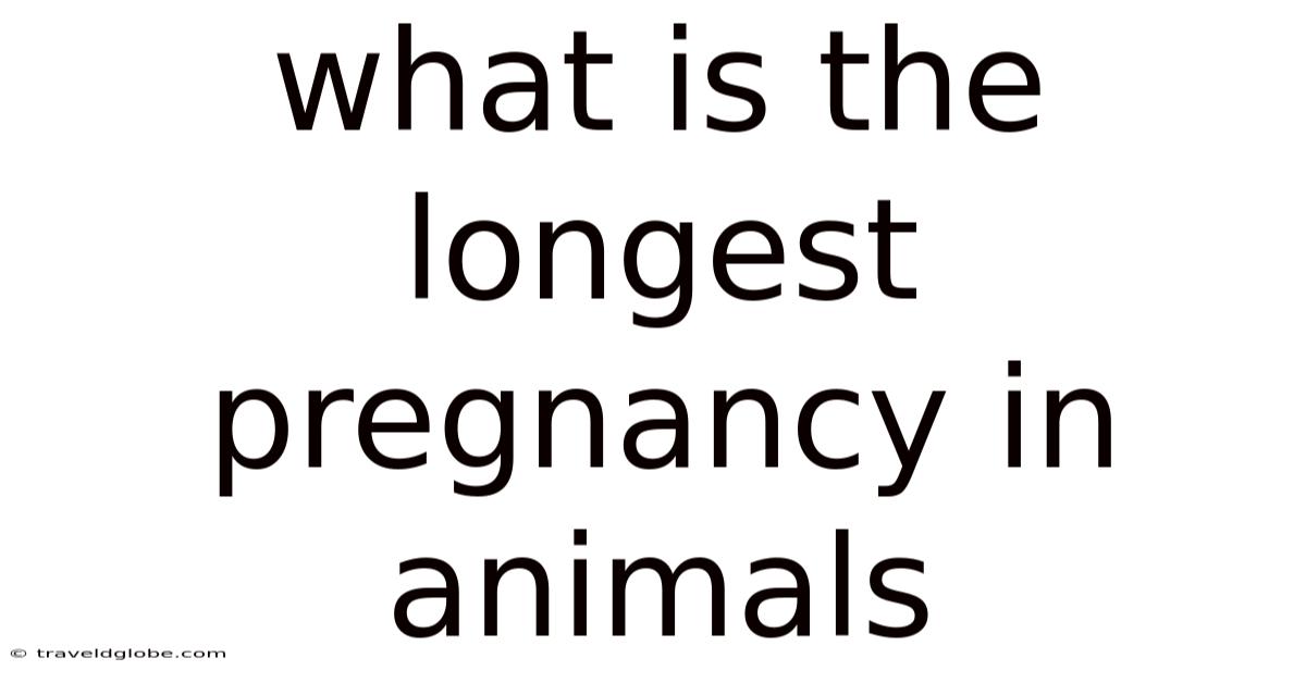What Is The Longest Pregnancy In Animals