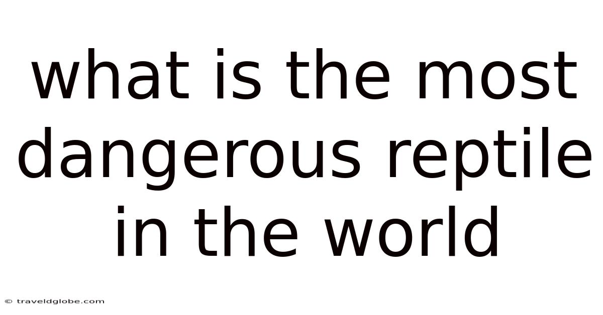 What Is The Most Dangerous Reptile In The World