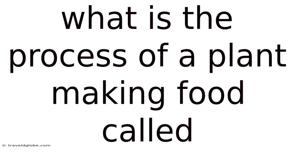 What Is The Process Of A Plant Making Food Called