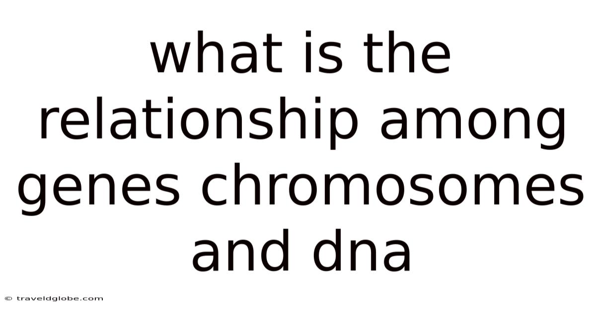 What Is The Relationship Among Genes Chromosomes And Dna