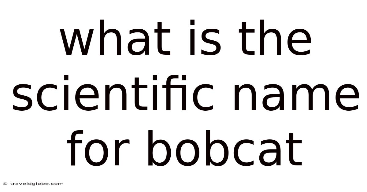 What Is The Scientific Name For Bobcat
