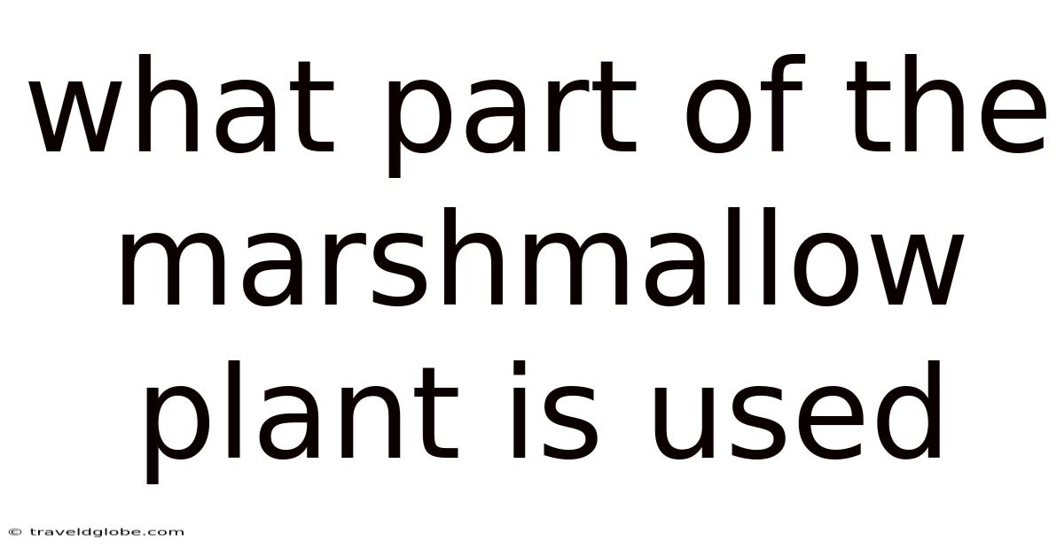 What Part Of The Marshmallow Plant Is Used