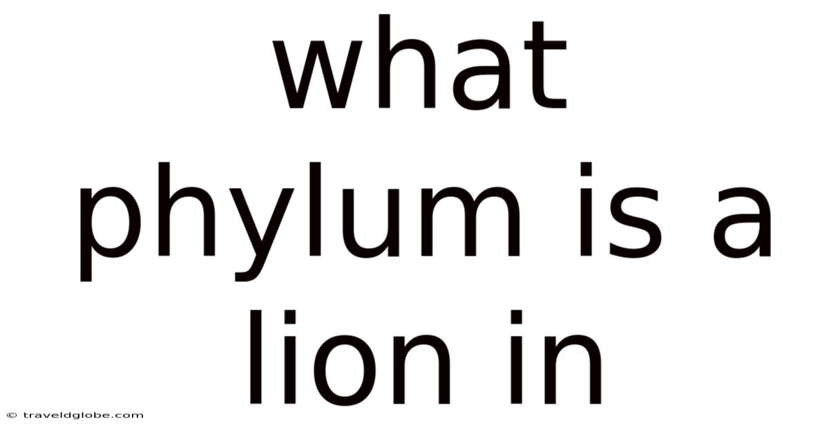 What Phylum Is A Lion In