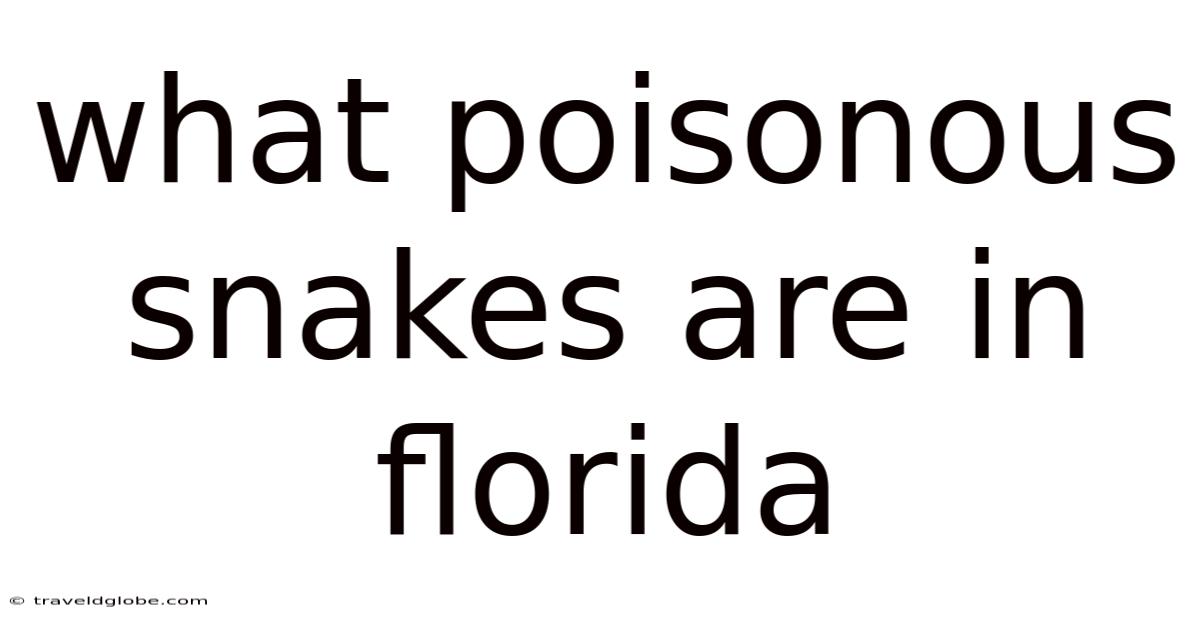 What Poisonous Snakes Are In Florida