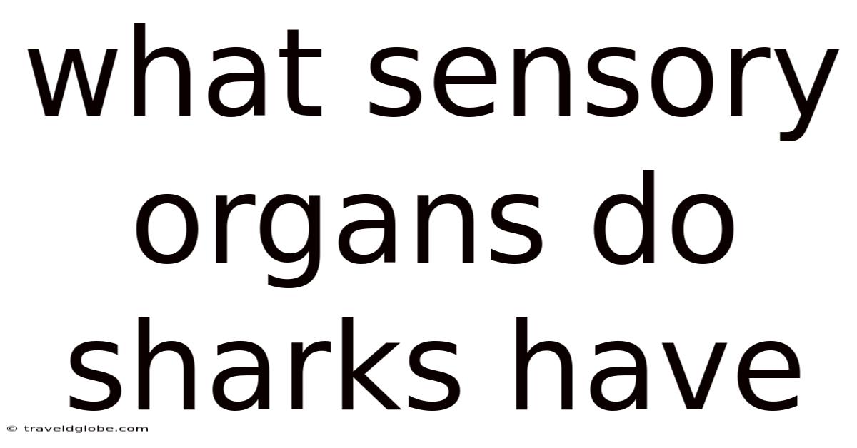 What Sensory Organs Do Sharks Have