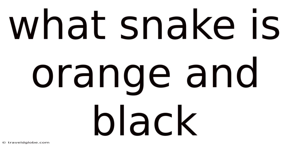 What Snake Is Orange And Black