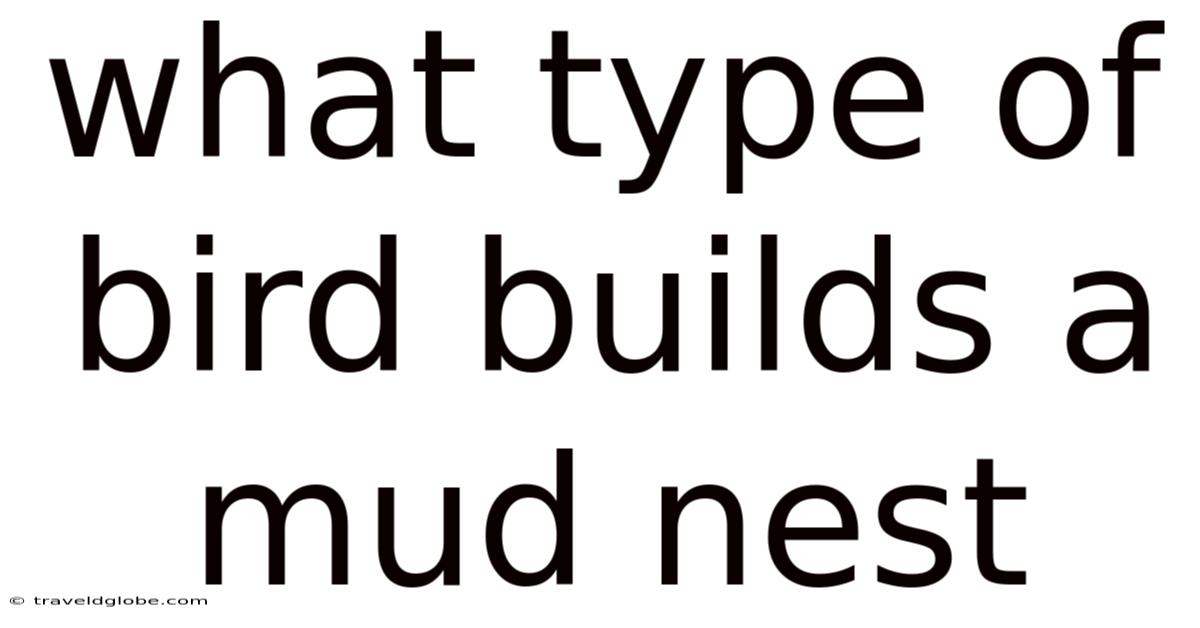 What Type Of Bird Builds A Mud Nest